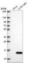 Integrin cytoplasmic domain-associated protein 1 antibody, NBP2-57261, Novus Biologicals, Western Blot image 