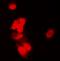 Siah E3 Ubiquitin Protein Ligase 1 antibody, orb224178, Biorbyt, Immunocytochemistry image 