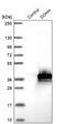 Deoxyhypusine Hydroxylase antibody, PA5-59801, Invitrogen Antibodies, Western Blot image 