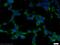 Serine/Threonine Kinase 38 antibody, 55335-1-AP, Proteintech Group, Immunofluorescence image 