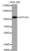ATPase Na+/K+ Transporting Subunit Alpha 2 antibody, abx002700, Abbexa, Western Blot image 