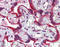 Calnexin antibody, ADI-SPA-865-D, Enzo Life Sciences, Immunohistochemistry paraffin image 