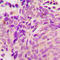 Tubulin Beta 1 Class VI antibody, LS-C358378, Lifespan Biosciences, Immunohistochemistry frozen image 