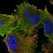 Spartin antibody, HPA039054, Atlas Antibodies, Immunocytochemistry image 