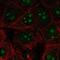 Ribosomal Protein L22 Like 1 antibody, NBP2-68680, Novus Biologicals, Immunocytochemistry image 