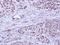 BCL2 Like 10 antibody, PA5-22190, Invitrogen Antibodies, Immunohistochemistry paraffin image 