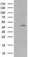 Serpin B4 antibody, LS-C172653, Lifespan Biosciences, Western Blot image 