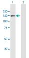 Multimerin 2 antibody, H00079812-B01P, Novus Biologicals, Western Blot image 