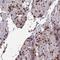 Adenosine Monophosphate Deaminase 3 antibody, NBP2-14290, Novus Biologicals, Immunohistochemistry frozen image 