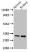 Activator Of Basal Transcription 1 antibody, CSB-PA001114LA01HU, Cusabio, Western Blot image 