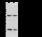 TNF Superfamily Member 18 antibody, 107324-T32, Sino Biological, Western Blot image 