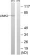 LIM Domain Kinase 2 antibody, abx012901, Abbexa, Western Blot image 