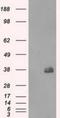 Fc Fragment Of IgG Receptor IIa antibody, NBP1-47735, Novus Biologicals, Western Blot image 