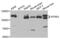 Neurotrophic Receptor Tyrosine Kinase 3 antibody, abx004480, Abbexa, Western Blot image 