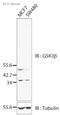 Glycogen Synthase Kinase 3 Beta antibody, ab32391, Abcam, Western Blot image 