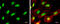 Poly(ADP-Ribose) Polymerase 1 antibody, GTX100573, GeneTex, Immunofluorescence image 