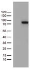 Zinc Finger Protein 317 antibody, M14790, Boster Biological Technology, Western Blot image 