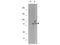 Ribosomal Protein S6 Kinase A1 antibody, P01058, Boster Biological Technology, Western Blot image 