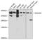 Golgin A4 antibody, GTX66053, GeneTex, Western Blot image 