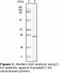 c-Kit antibody, LS-C47210, Lifespan Biosciences, Western Blot image 