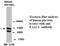 Solute Carrier Family 1 Member 1 antibody, MBS416627, MyBioSource, Western Blot image 