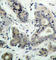 BCL2 Associated Agonist Of Cell Death antibody, AP0144, ABclonal Technology, Immunohistochemistry paraffin image 