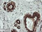TRNA Methyltransferase 2 Homolog A antibody, LS-C337916, Lifespan Biosciences, Immunohistochemistry paraffin image 