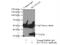 Solute Carrier Family 25 Member 34 antibody, 17557-1-AP, Proteintech Group, Immunoprecipitation image 