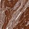 NLR Family Pyrin Domain Containing 7 antibody, NBP2-13661, Novus Biologicals, Immunohistochemistry frozen image 