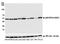 2-oxoisovalerate dehydrogenase subunit alpha, mitochondrial antibody, A700-060, Bethyl Labs, Western Blot image 