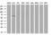 Guanylate Binding Protein 2 antibody, M05737, Boster Biological Technology, Western Blot image 