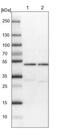 PTGES3L-AARSD1 Readthrough antibody, NBP1-81143, Novus Biologicals, Western Blot image 