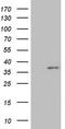 Mediator Complex Subunit 6 antibody, LS-C794274, Lifespan Biosciences, Western Blot image 