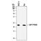Proteasome Subunit Beta 8 antibody, MAB7710, R&D Systems, Western Blot image 