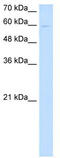 Nephronectin antibody, TA342530, Origene, Western Blot image 