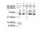 Anaphase Promoting Complex Subunit 10 antibody, GTX23629, GeneTex, Western Blot image 