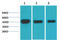 Mitogen-Activated Protein Kinase Kinase 1 antibody, STJ97450, St John