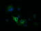 Dynamin 1 Like antibody, LS-C338047, Lifespan Biosciences, Immunofluorescence image 