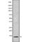 C-X-C motif chemokine 5 antibody, abx149635, Abbexa, Western Blot image 