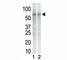 Checkpoint Kinase 1 antibody, F40410-0.4ML, NSJ Bioreagents, Western Blot image 