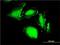 Endoplasmic Reticulum To Nucleus Signaling 1 antibody, H00002081-M02, Novus Biologicals, Immunofluorescence image 