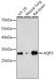 Aquaporin 3 (Gill Blood Group) antibody, GTX64481, GeneTex, Western Blot image 