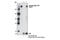 RNA Polymerase II Subunit A antibody, 8798S, Cell Signaling Technology, Immunoprecipitation image 