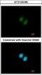 Ribosomal RNA Processing 12 Homolog antibody, GTX120180, GeneTex, Immunofluorescence image 