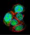 Leucine Rich Repeats And Transmembrane Domains 2 antibody, abx026222, Abbexa, Western Blot image 