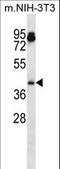 Aurora Kinase A antibody, LS-C164298, Lifespan Biosciences, Western Blot image 