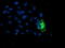 Putative endoplasmin-like protein antibody, CF504202, Origene, Immunofluorescence image 