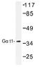 G Protein Subunit Gamma Transducin 1 antibody, AP01478PU-N, Origene, Western Blot image 