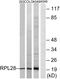 Ribosomal Protein L28 antibody, GTX87242, GeneTex, Western Blot image 