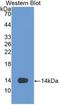 Vascular Endothelial Growth Factor D antibody, LS-C314154, Lifespan Biosciences, Western Blot image 